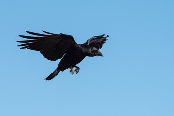 Carrion Crow, Crow, Corvus Corone