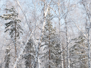 The trees in the forest covered with snow