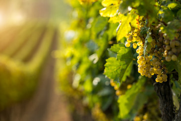 White wine grapes in the vineyard - obrazy, fototapety, plakaty
