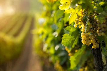 Zelfklevend Fotobehang White wine grapes in the vineyard © VOJTa Herout