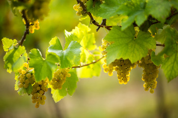 Ripe white grapes in the vineyard