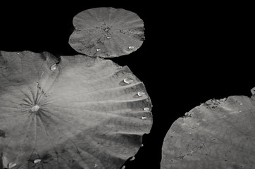 lotus leaf on water