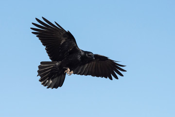 Carrion Crow, Crow, Corvus Corone