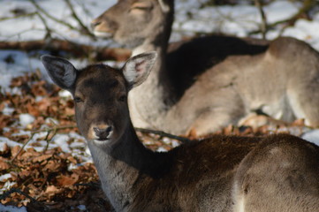 Damhirsche im Wald ( Dama dama )
