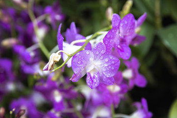 Fototapeta premium Orchid