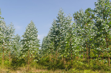 eucalyptus plantation in galicia Spain