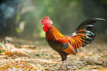 Colorful wild chickens