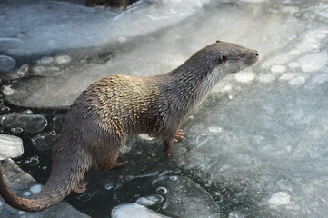 Fischotter im Eisbach ( Lutra lutra )