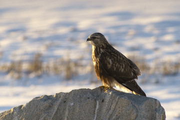 Goshawk at Great Salt Lake near Salt Lake City, Utah USA