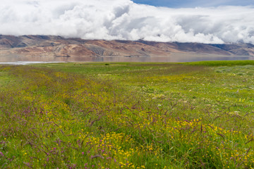 Tsomoriri lake landscape and rice field in summer, Leh, Ladakkh,