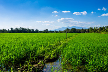 Thai agriculture