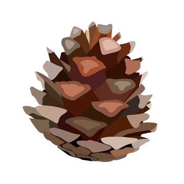 pinecone, vector graphic