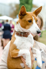 Basenji dog in the hands of the hostess