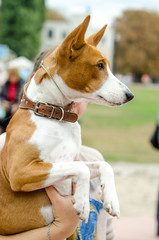 Basenji dog in the hands of the hostess