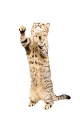 Fototapeta premium Playful cat Scottish Straight, standing on his hind legs