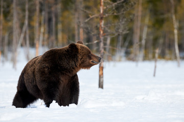Obraz na płótnie Canvas Brown bear in the snow