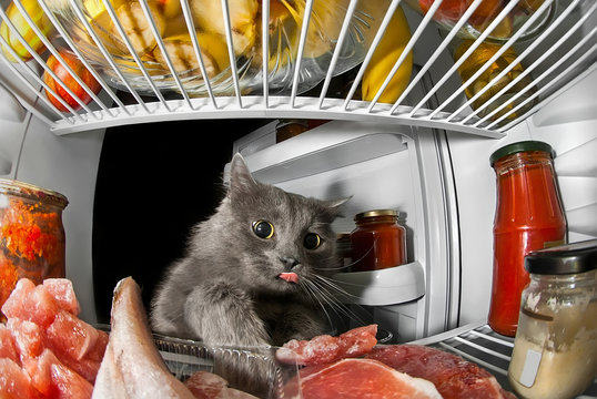 cat in the refrigerator stealing products and meat