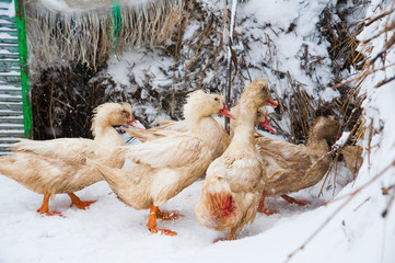 White ducks in the snow