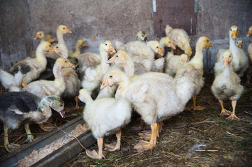 White ducks on a farm