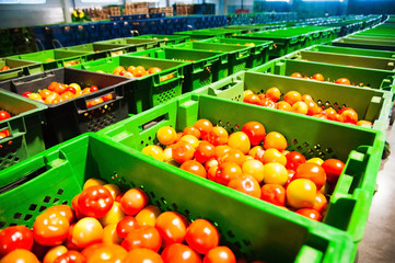 Red tomatoes on vegetable processing factory