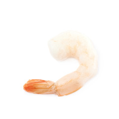 Single shrimp isolated