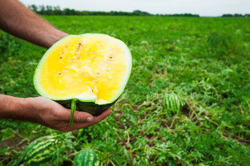 Farmer holds a ripe watermelon with yellow pulp