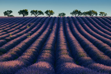 Fototapeta na wymiar Field of flowering lavender