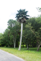 Streets of Cuba