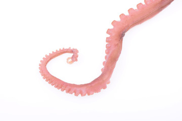 Octopus tentacles, close-up