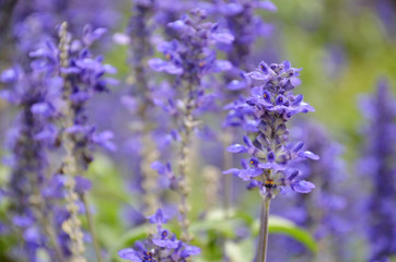 Obraz premium Blooming blue bugleweeds Ajuga