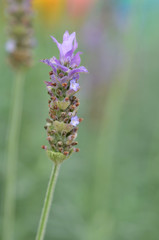 Lavender flowers in nature