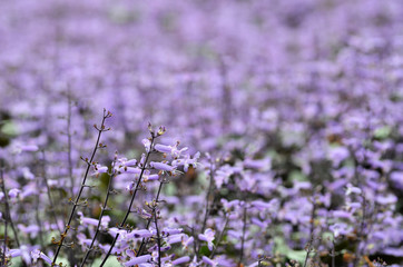 Plectranthus Mona Lavender flowers