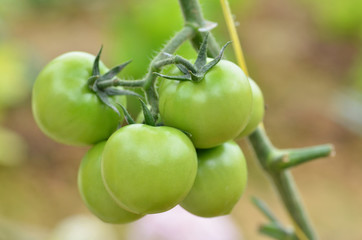 Unripe tomatoes fruit on green stems