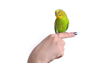 Fototapeta premium Green and yellow budgerigar parrot (Melopsittacus Undulatus) on woman hand, isolated on white background