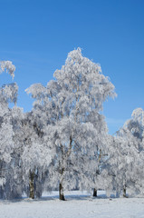 Frozen trees in snowy country
