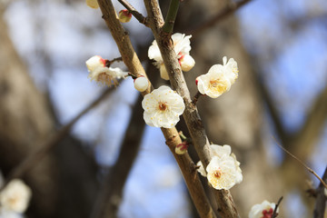 Flowering of plums in Tokyo - Japanese early spring -