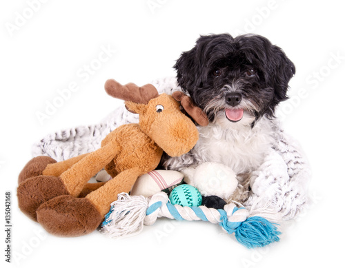 &quot;Kleiner schwarzweißer Hund mit Spielzeug&quot; Stockfotos und lizenzfreie