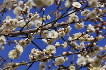 Flowering of plums in Tokyo - Japanese early spring -