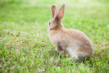 Naklejka na ściany i meble Bunny rabbit on the grass