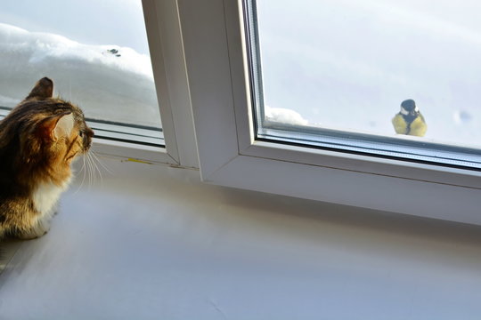 Cat Watching A Bird Outside The Window