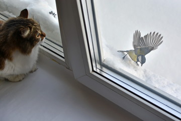 cat watching catching bird outside the window