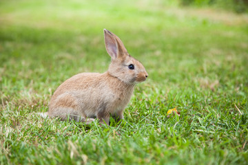 Bunny rabbit on the grass