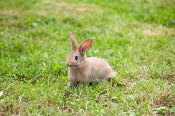 Naklejka na ściany i meble Bunny rabbit on the grass
