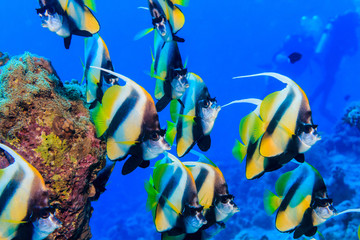 A flock of fish at the bottom of the red sea. Underwater photogr