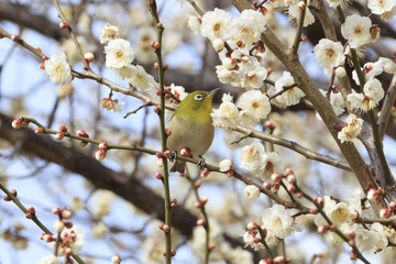 Plums and Japanese White-Eye in Tokyo - Japanese early spring -