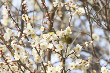Plums and Japanese White-Eye in Tokyo - Japanese early spring -