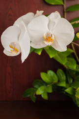 Orchid flowers on a wooden table. Potted flowers.