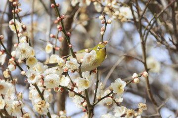 Plums and Japanese White-Eye in Tokyo - Japanese early spring -