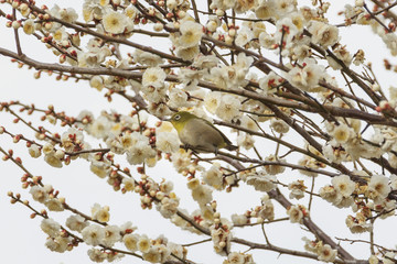 Plums and Japanese White-Eye in Tokyo - Japanese early spring -