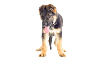 Shepherd puppy standing and looking on a white background